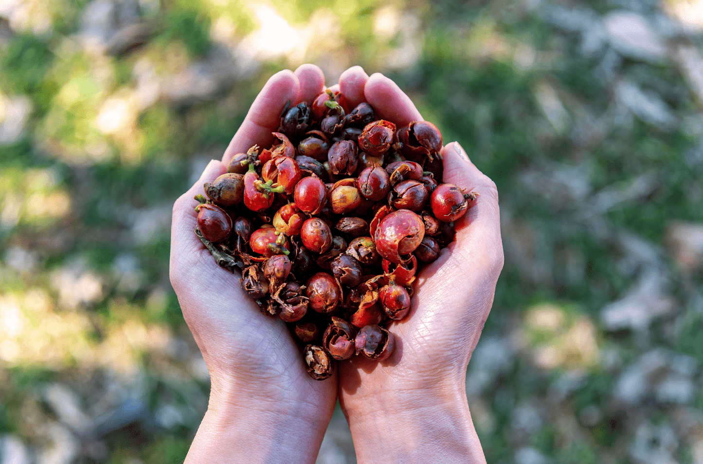 Hände halten eine Menge von getrockneten Kaffeekirschen, auch bekannt als Cascara, vor einem verschwommenen Hintergrund aus Gras und Laub. Die Kaffeekirschen haben eine Mischung aus roten und braunen Farbtönen.