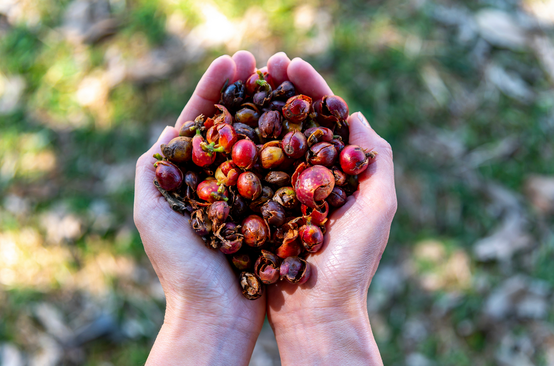 Specialty Coffee - Spezialitätenkaffee von der Truebeans Kaffeerösterei