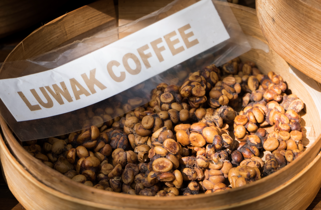 Ein Korb voller gerösteter Kopi Luwak Bohnen, auch bekannt als Katzenkaffee, mit einem sichtbaren Schild, das 'Luwak Coffee' beschriftet ist.