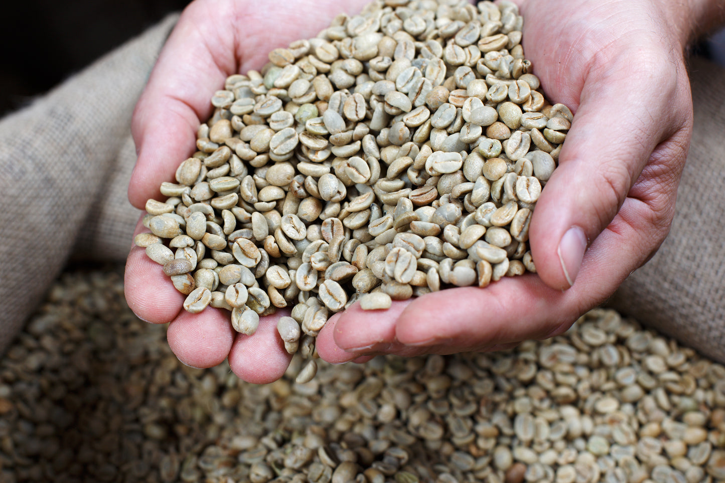 Auf dem Bild sind zwei Hände zu sehen, die eine große Menge grüner Kaffeebohnen (Rohkaffee) halten. Die Bohnen sind in einem Jutesack, der teilweise sichtbar ist, gelagert. Die Bohnen haben eine hellgrüne bis beige Farbe und sehen unverarbeitet aus.