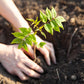 Zwei Hände pflanzen einen jungen Baumsetzling in die Erde. Der Setzling hat mehrere grüne Blätter und wird in einem Erdloch eingesetzt.