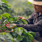 Ein Kaffeebauer in einem karierten Hemd und Strohhut pflückt reife rote Kaffeekirschen von einer Kaffeepflanze. Der Bauer ist in einer üppig grünen Kaffeeplantage umgeben von Kaffeepflanzen mit glänzenden Blättern und roten Kirschen. Er hält vorsichtig die Zweige, während er die Kaffeekirschen in einen Korb erntet. Die Szene strahlt eine friedliche und konzentrierte Atmosphäre während der Kaffeeernte aus.