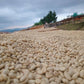 Kaffee, der in der Sonne von Malawi zur Weiterverarbeitung trocknet.