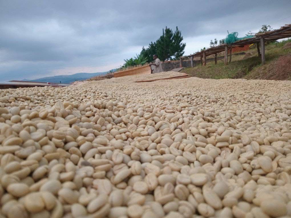 Kaffee, der in der Sonne von Malawi zur Weiterverarbeitung trocknet.