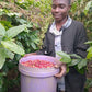 Ein Mitarbeiter der Kaffeefarm in Malawi hält inmitten von hoch gewachsenen Kaffeepflanzen einen Eimer mit frisch gepflückten Kaffeekirschen in der Hand. 