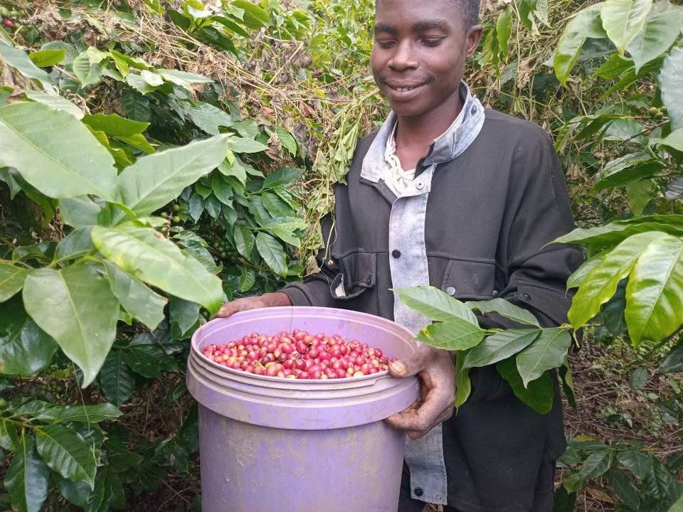 Ein Mitarbeiter der Kaffeefarm in Malawi hält inmitten von hoch gewachsenen Kaffeepflanzen einen Eimer mit frisch gepflückten Kaffeekirschen in der Hand. 