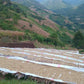 Ein Bild von der Trocknung der Rohkaffeebohnen und der Landschaft in Malawi