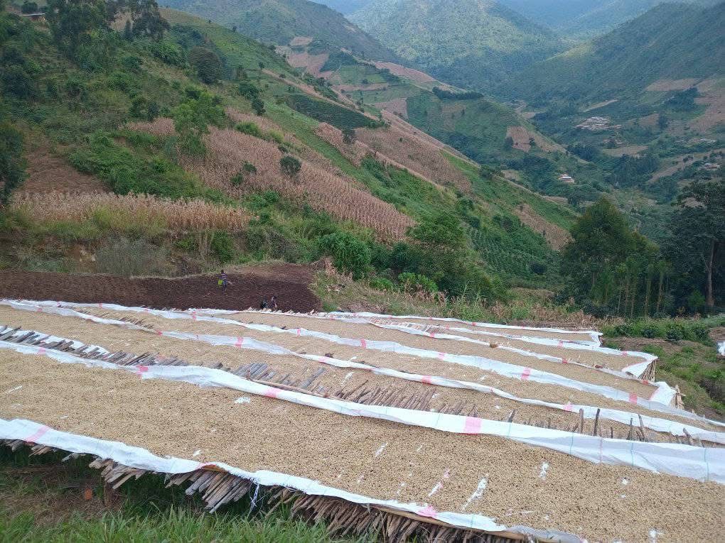 Ein Bild von der Trocknung der Rohkaffeebohnen und der Landschaft in Malawi