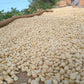 Der Rohkaffee in Malawi trocknet in der Sonne, damit Forstfreunde den Kaffee für die Kaffeepatenschaften weiterverarbeiten kann.