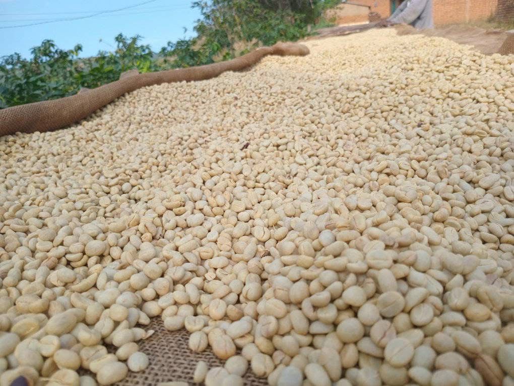 Der Rohkaffee in Malawi trocknet in der Sonne, damit Forstfreunde den Kaffee für die Kaffeepatenschaften weiterverarbeiten kann.