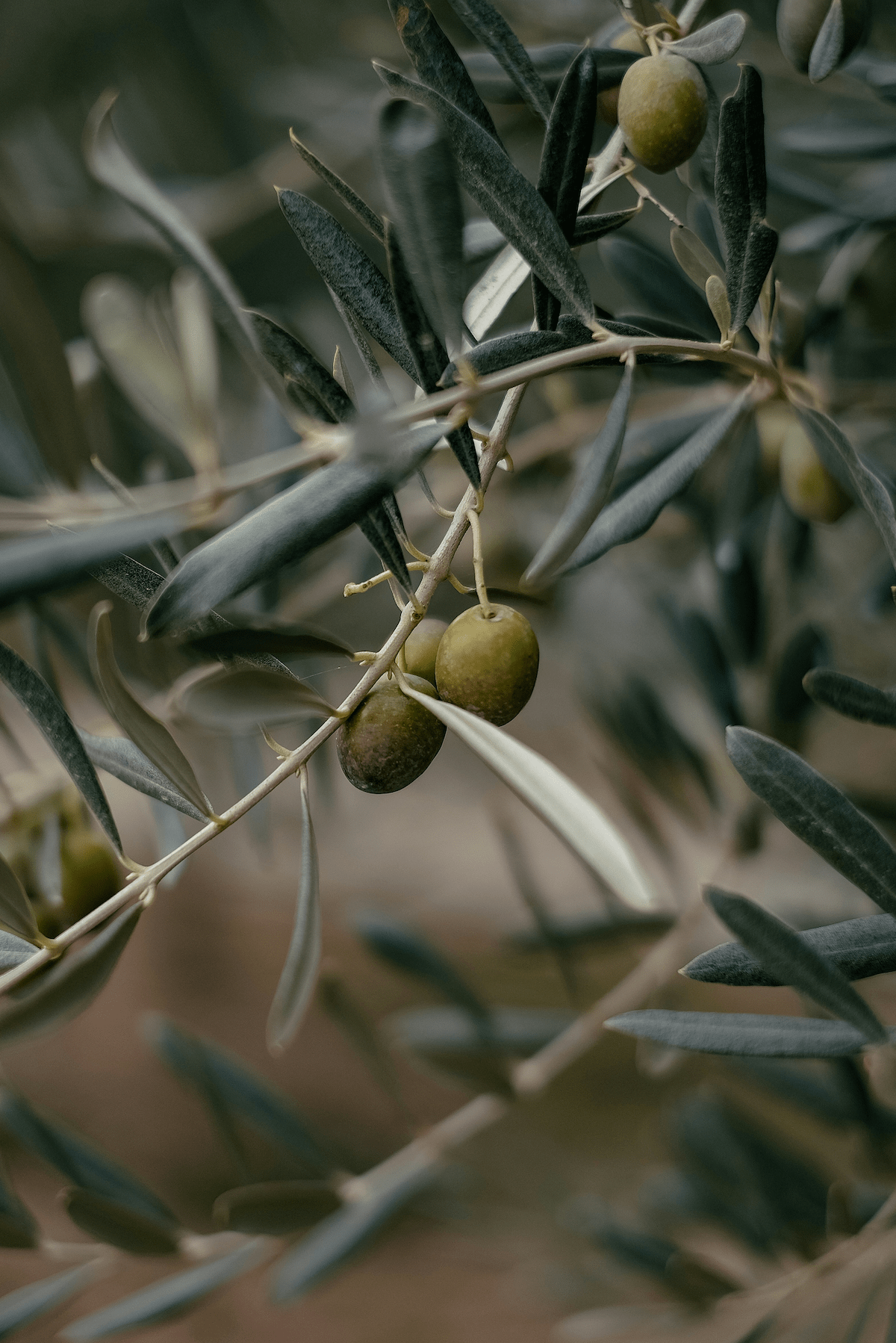 Nahaufnahme von Oliven, die an einem Olivenzweig hängen, umgeben von silbrig-grünen Blättern. Der Hintergrund ist unscharf, was den Fokus auf die Oliven und die Blätter legt und eine natürliche, friedliche Atmosphäre vermittelt.