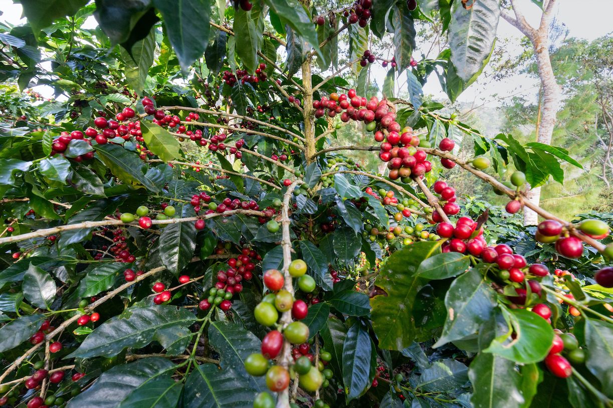 Nahaufnahme von Zweigen mit reifen roten und grünen Kaffeekirschen an einem üppig grünen Kaffeebaum in einer Plantage.