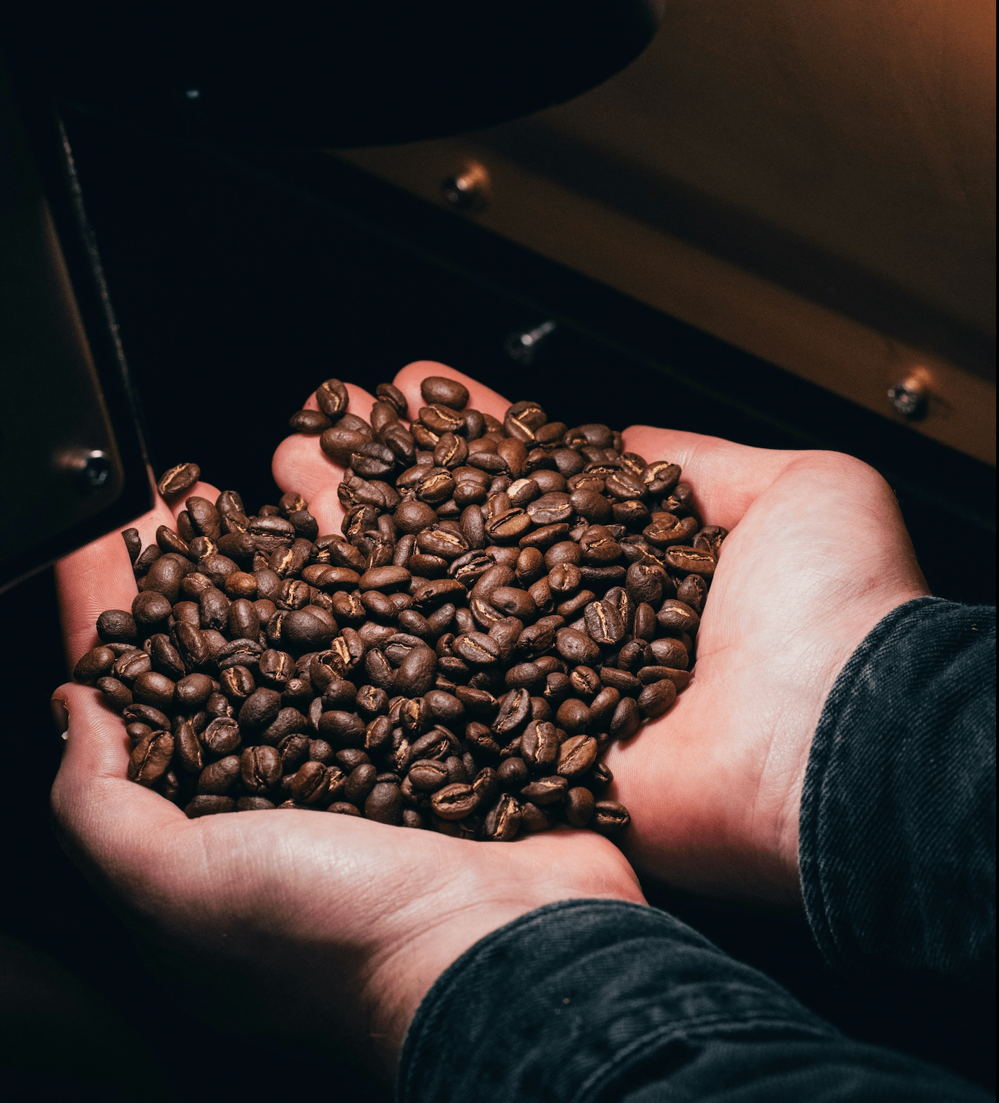 Hände halten eine Portion frisch gerösteter Kaffeebohnen in einem dunklen Raum.