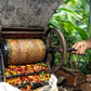 Vietnam Robusta – traditionelle Verarbeitung von Kaffeekirschen mit einer handbetriebenen Maschine auf einer Kaffeeplantage in Vietnam.