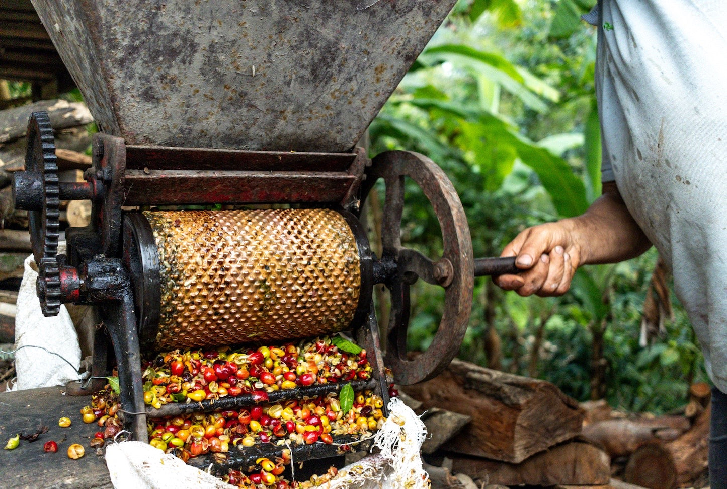 Vietnam Robusta – traditionelle Verarbeitung von Kaffeekirschen mit einer handbetriebenen Maschine auf einer Kaffeeplantage in Vietnam.