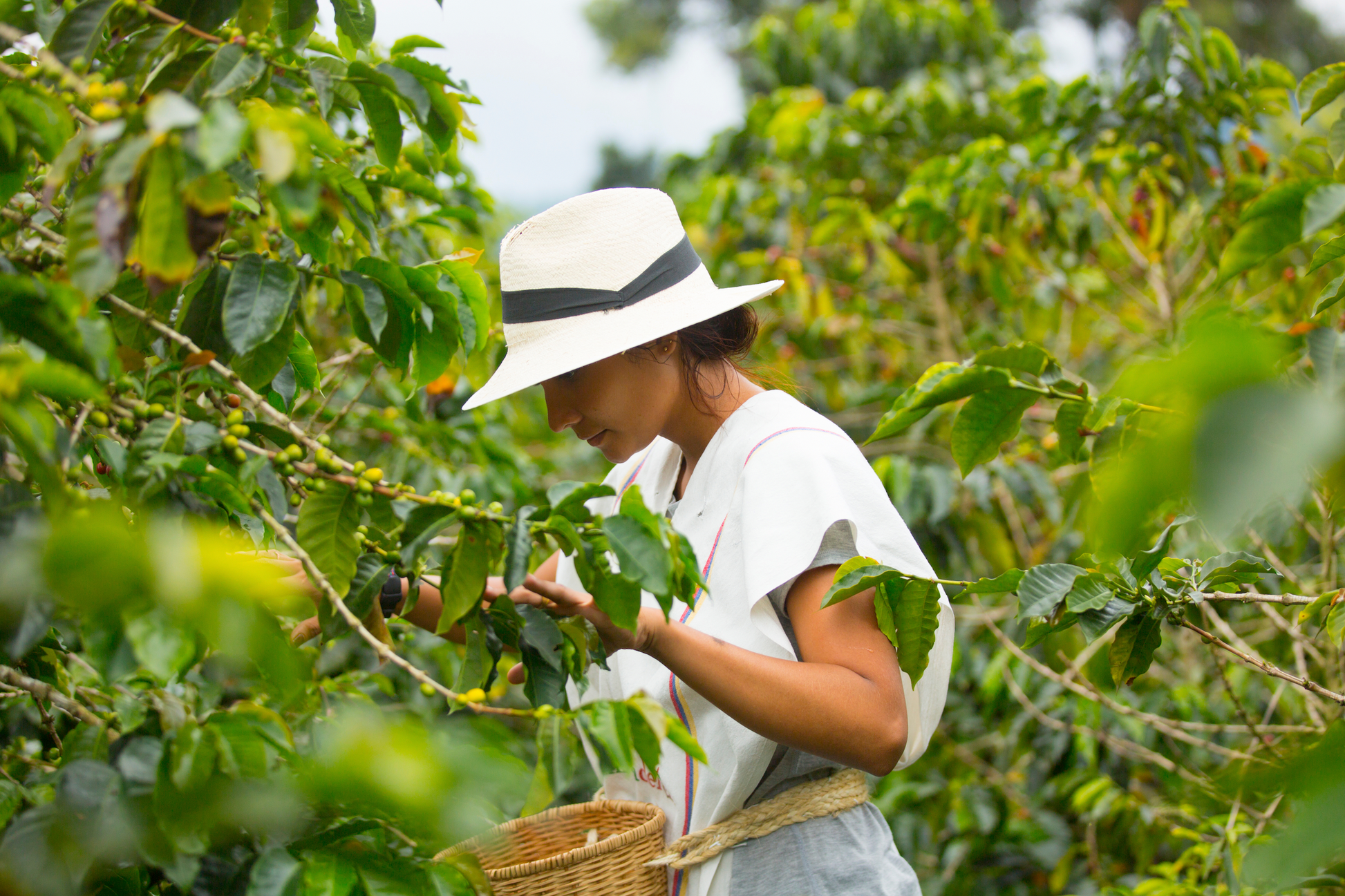 Kaffeebäuerin bei der Ernte in Kolumbien, trägt einen weißen Hut und pflückt Kaffeekirschen.