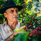 Ein Kaffeebauer in einem schwarzen Hut untersucht reife rote Kaffeekirschen an einem Strauch. Die Szene findet in einer grünen Umgebung statt, mit Fokus auf die reifen Kaffeekirschen und das konzentrierte Gesicht des Bauern.