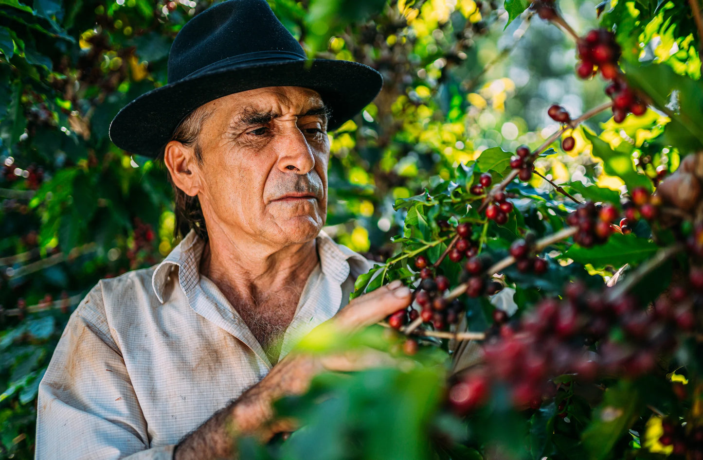 Ein Kaffeebauer in einem schwarzen Hut untersucht reife rote Kaffeekirschen an einem Strauch. Die Szene findet in einer grünen Umgebung statt, mit Fokus auf die reifen Kaffeekirschen und das konzentrierte Gesicht des Bauern.