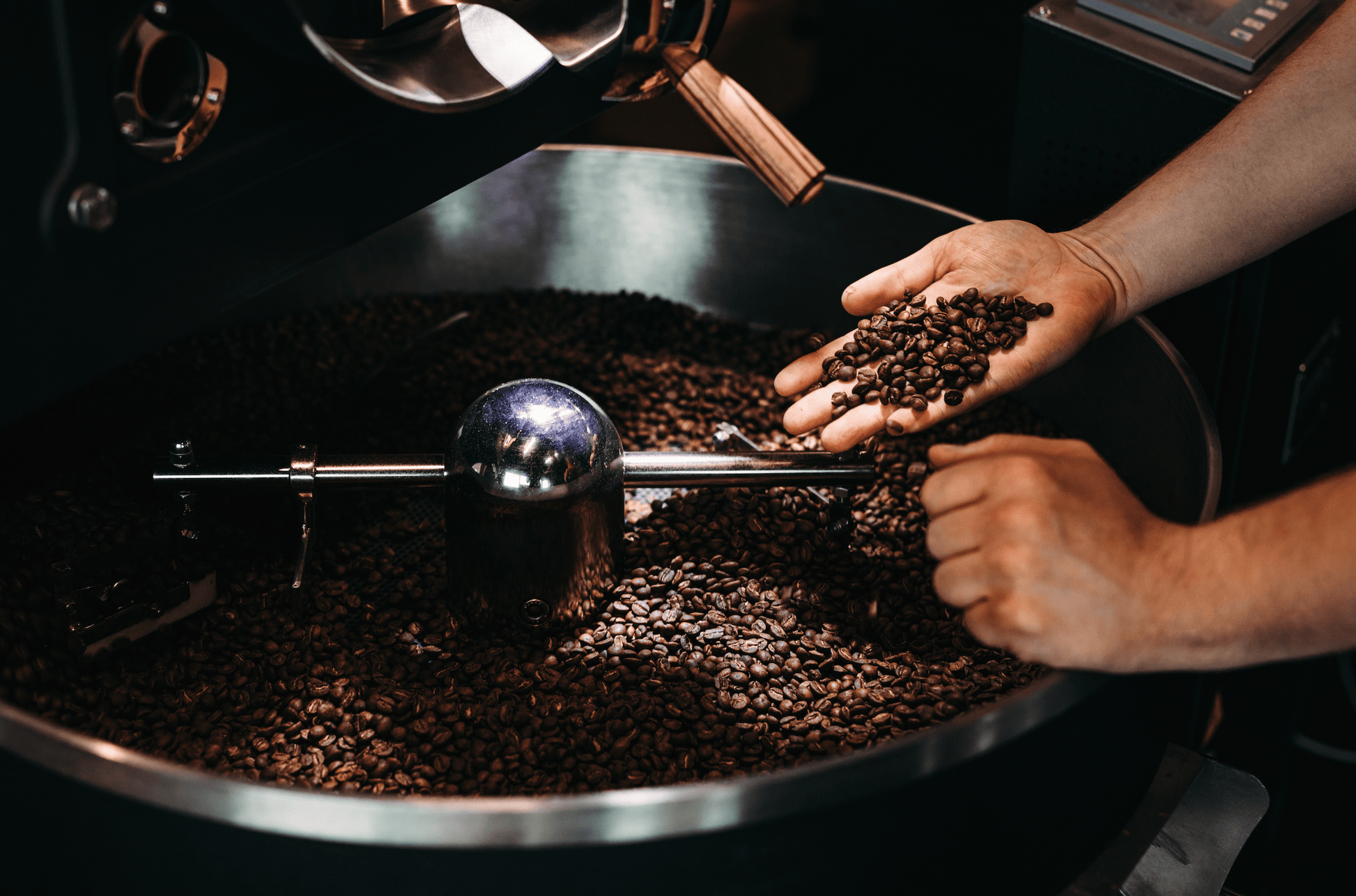 Eine Person überprüft geröstete Kaffeebohnen in einer Hand über einer großen Trommelröstmaschine, die mit einer Vielzahl von frisch gerösteten Kaffeebohnen gefüllt ist. Die Szene zeigt den Prozess des Kaffeeröstens und die sorgfältige Prüfung der Bohnen.