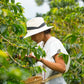 Eine Kaffeepflückerin mit Hut erntet sorgfältig Kaffeekirschen auf einer Plantage.