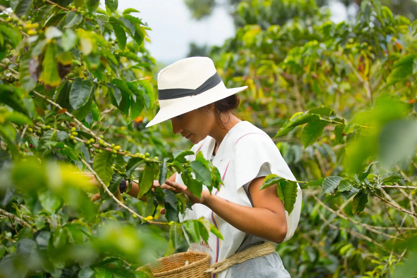 Eine Kaffeepflückerin mit Hut erntet sorgfältig Kaffeekirschen auf einer Plantage.